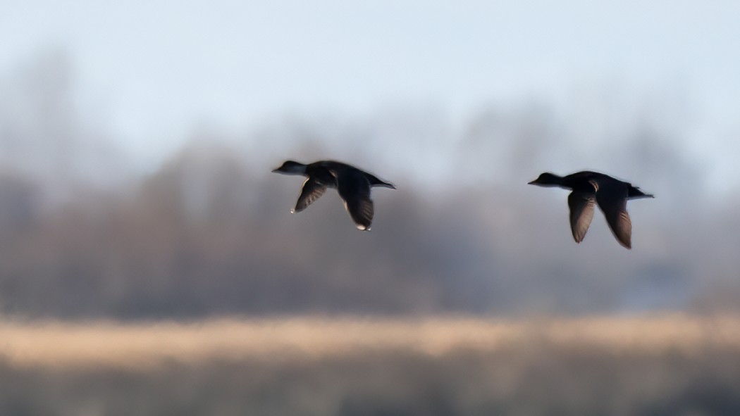 Common Scoter