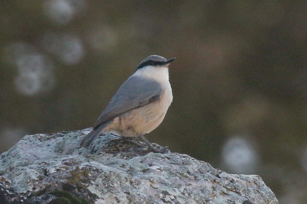Western Rock Nuthatch