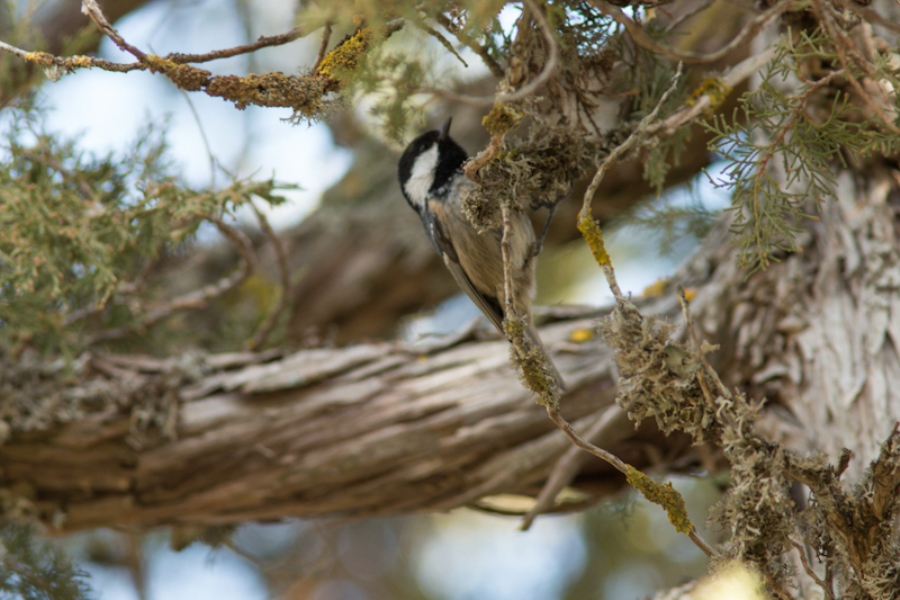 Coal Tit