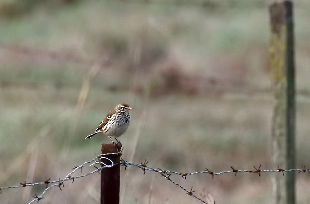 Water Pipit