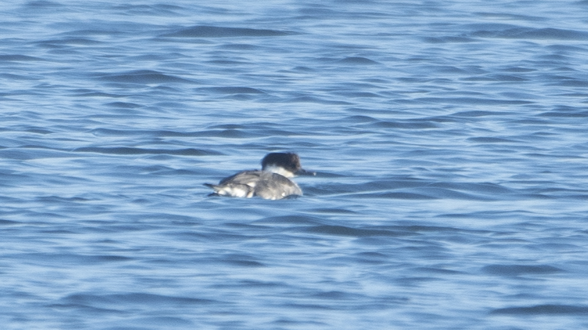 Smew