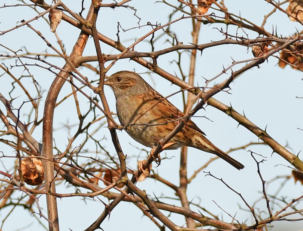 Dunnock