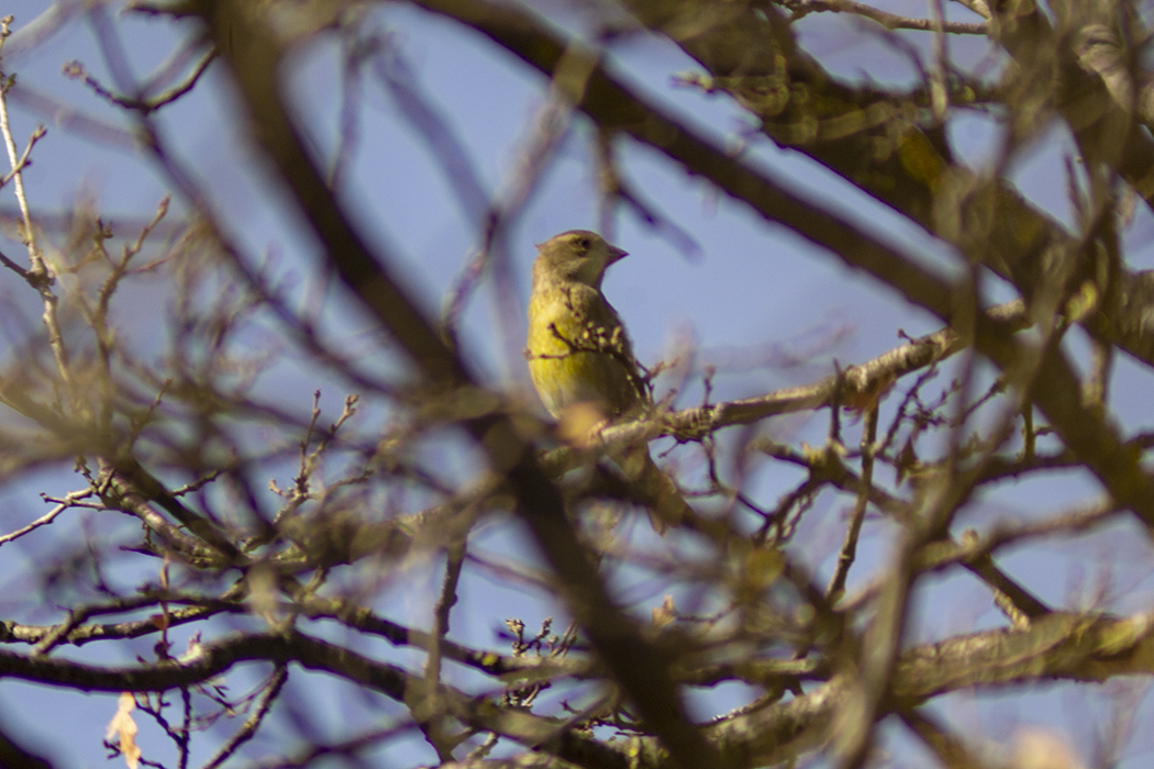 European Greenfinch
