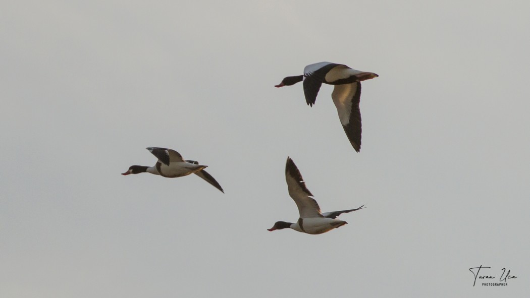 Common Shelduck
