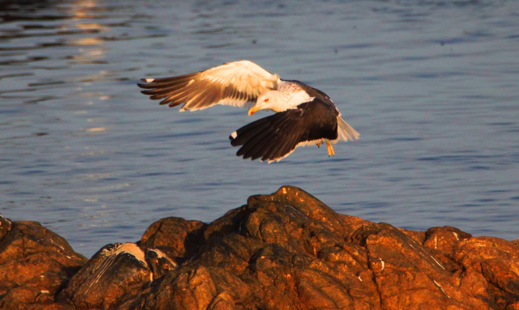 Lesser Black-backed Gull