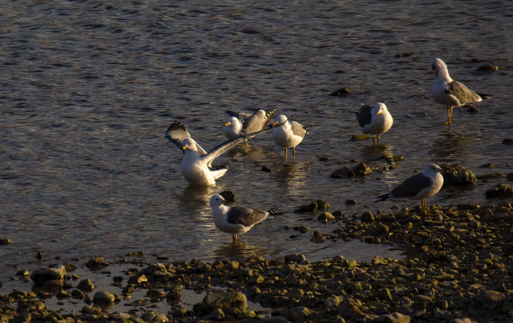 Armenian Gull