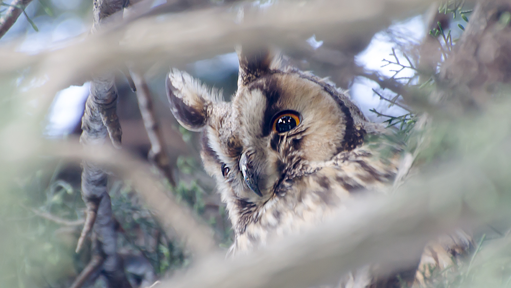 Long-eared Owl