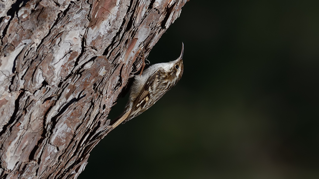 Short-toed Treecreeper