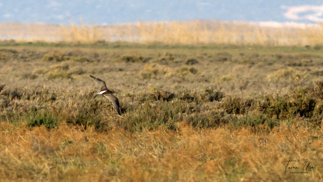 Eurasian Curlew