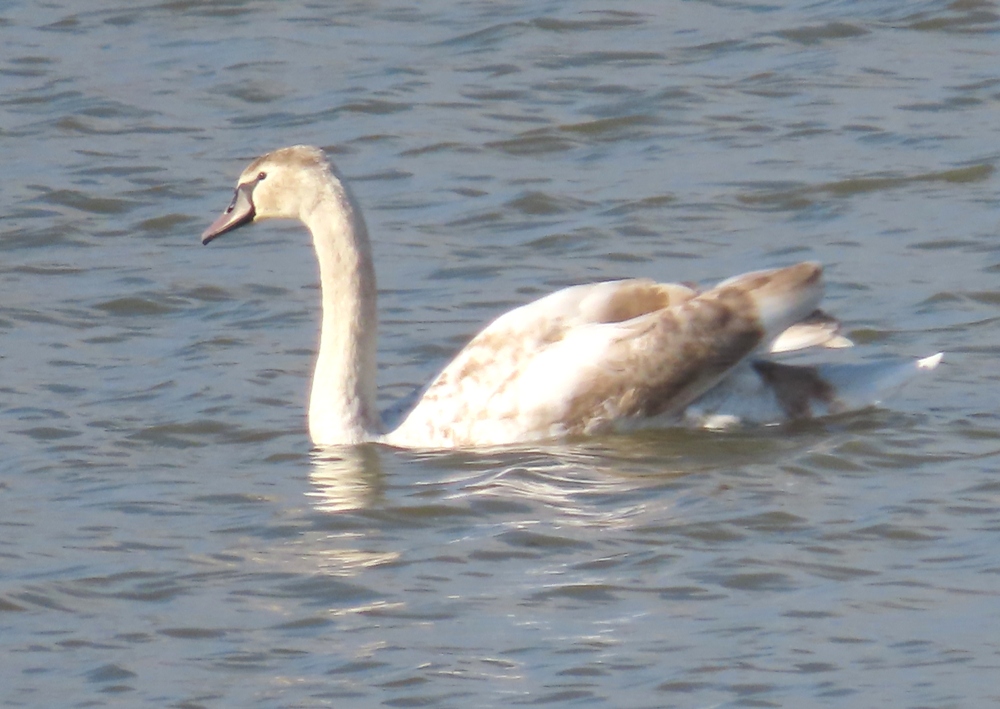 Mute Swan