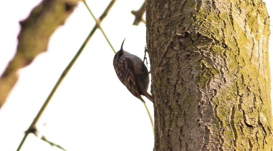 Short-toed Treecreeper