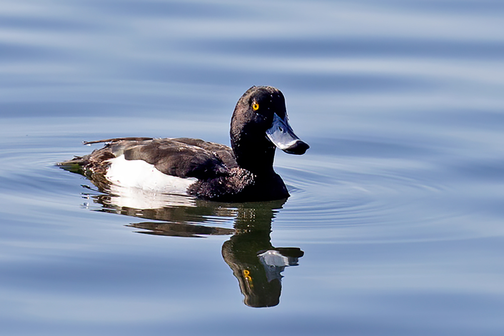 Tufted Duck