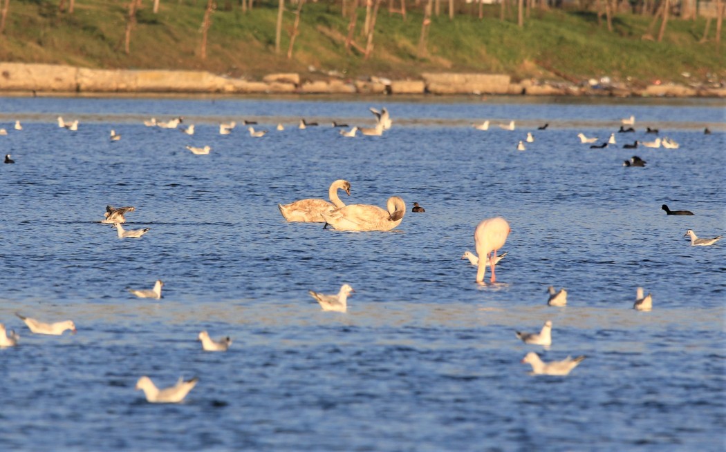 Mute Swan