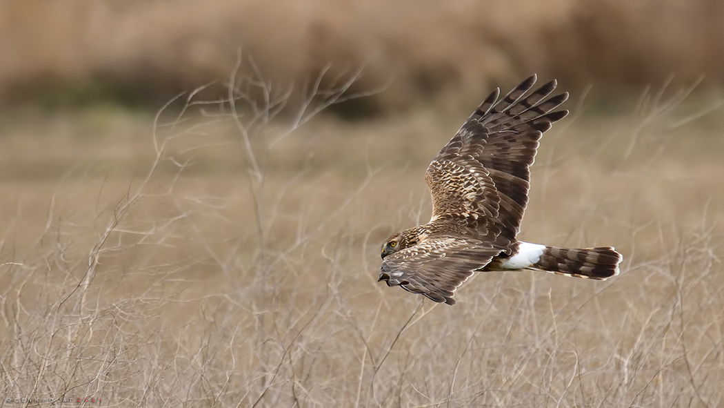 Hen Harrier