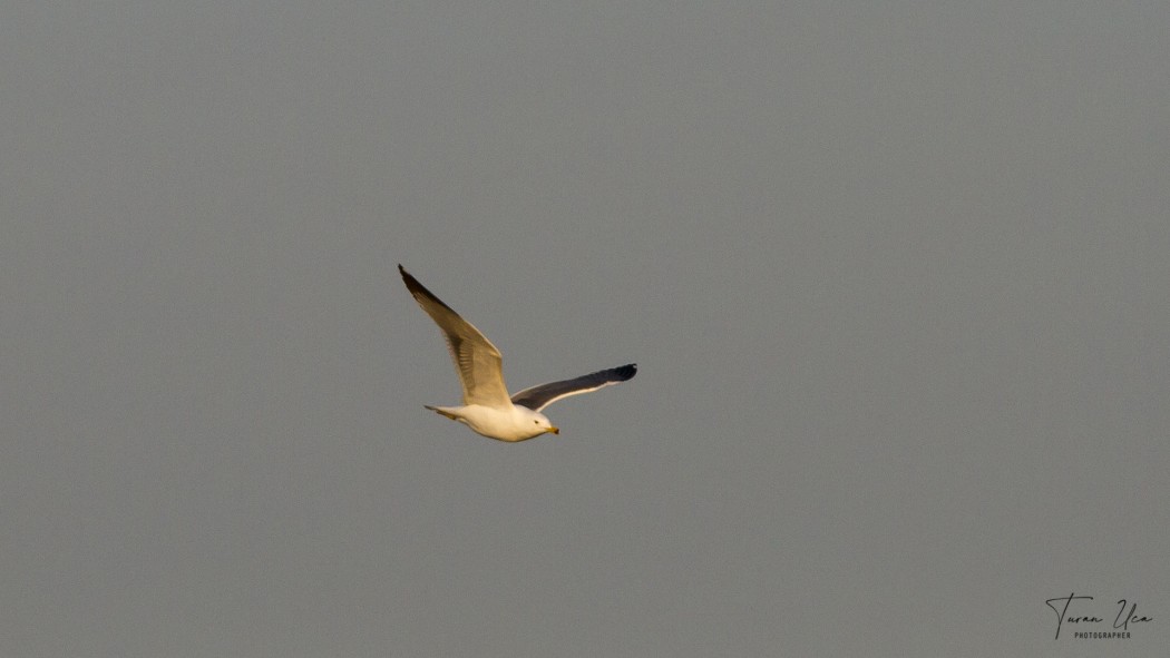 Lesser Black-backed Gull