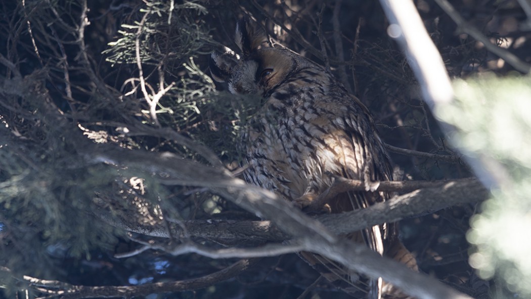 Long-eared Owl