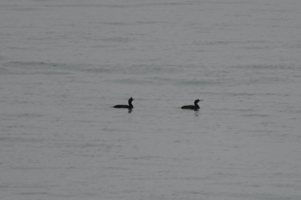 European Shag