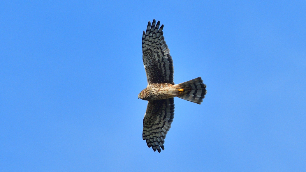 Hen Harrier