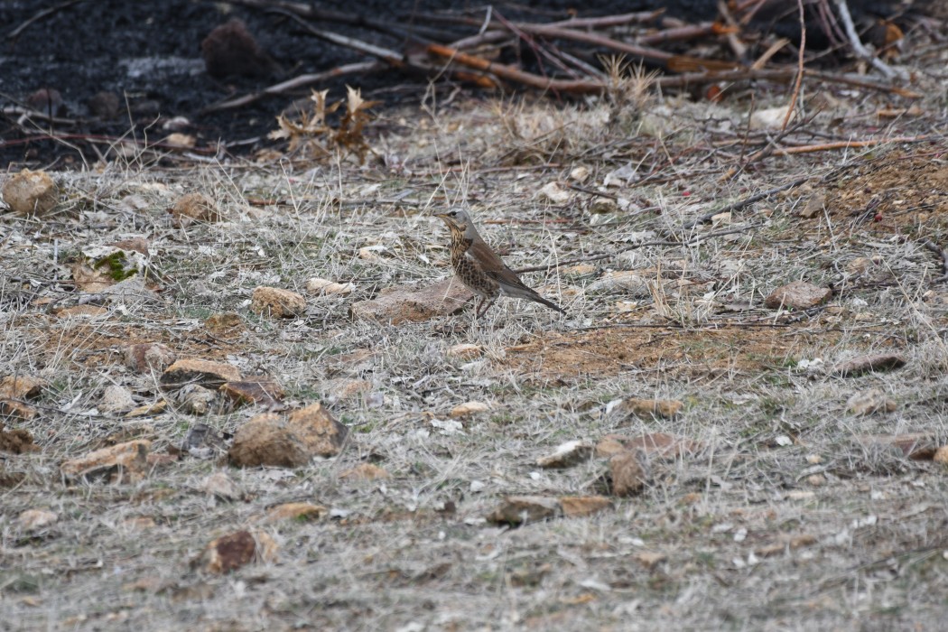 Fieldfare