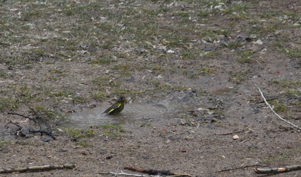 European Greenfinch