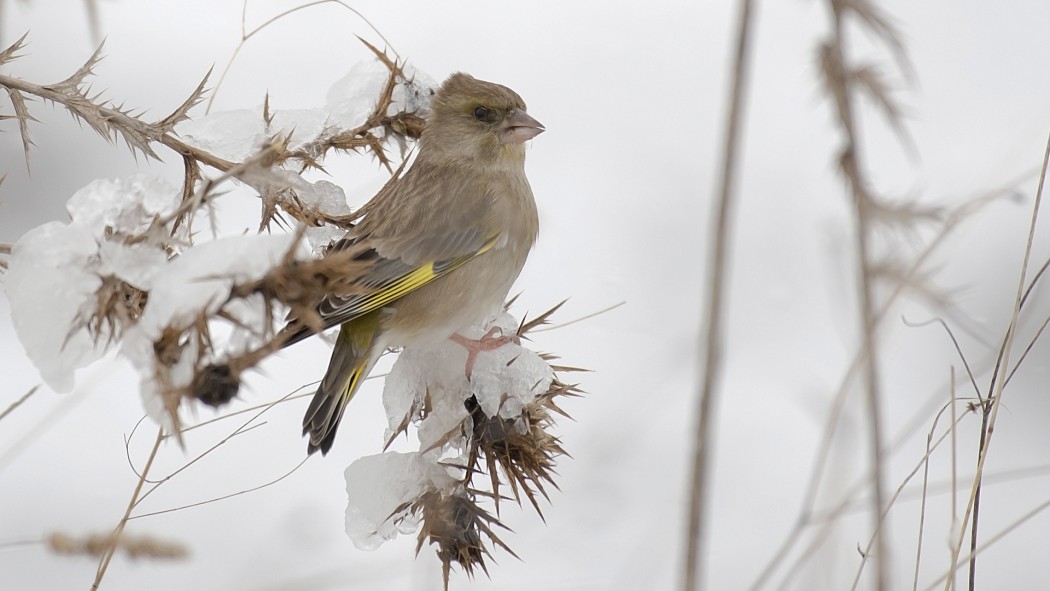 European Greenfinch