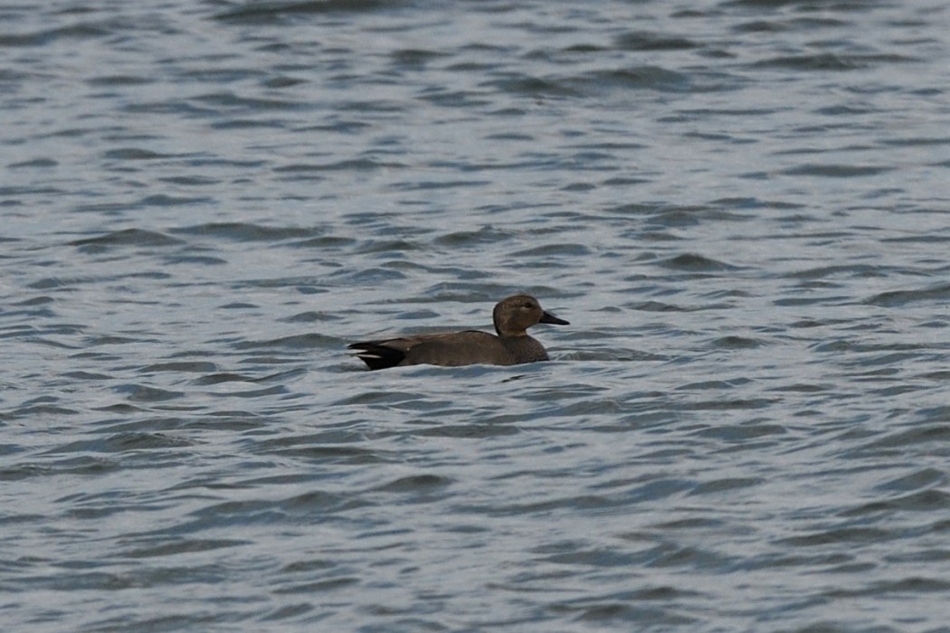 Gadwall