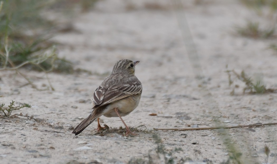 Tawny Pipit
