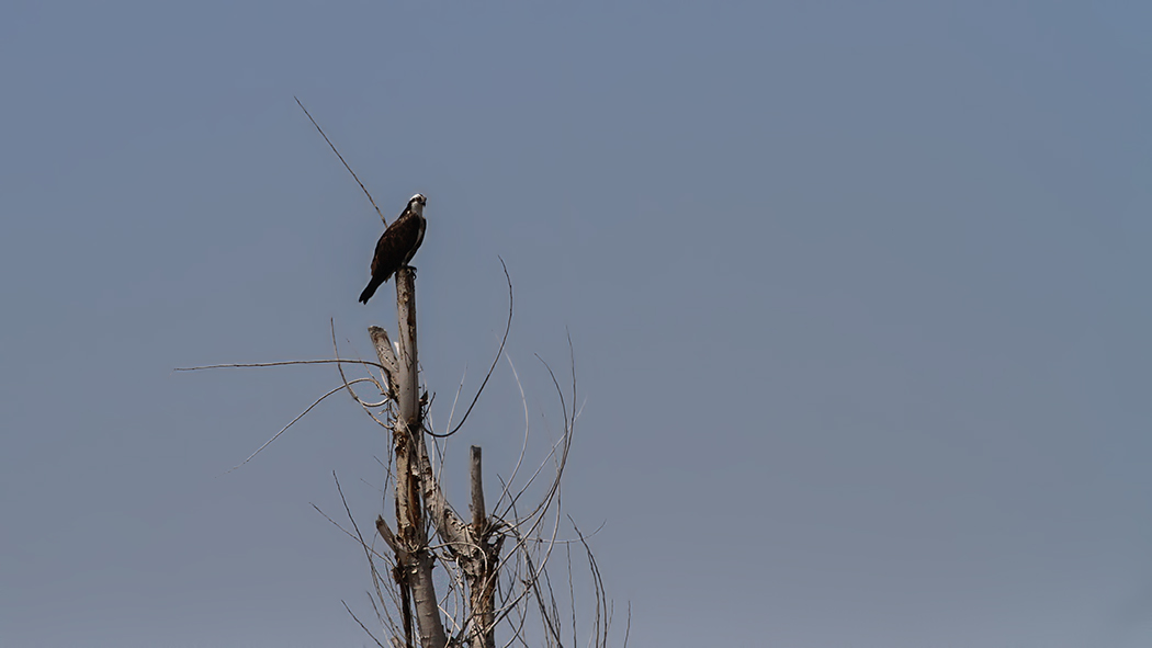 Osprey
