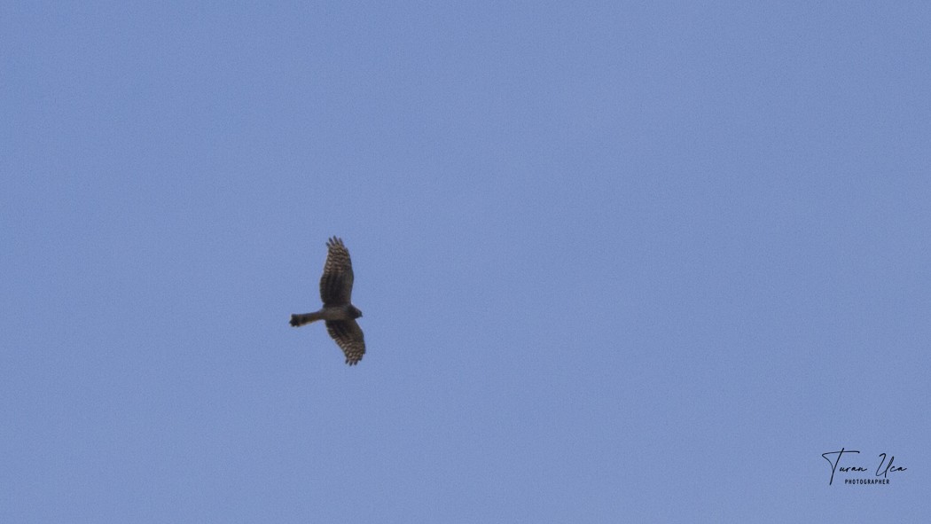 Hen Harrier