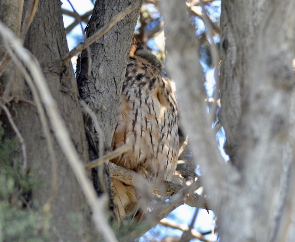 Long-eared Owl
