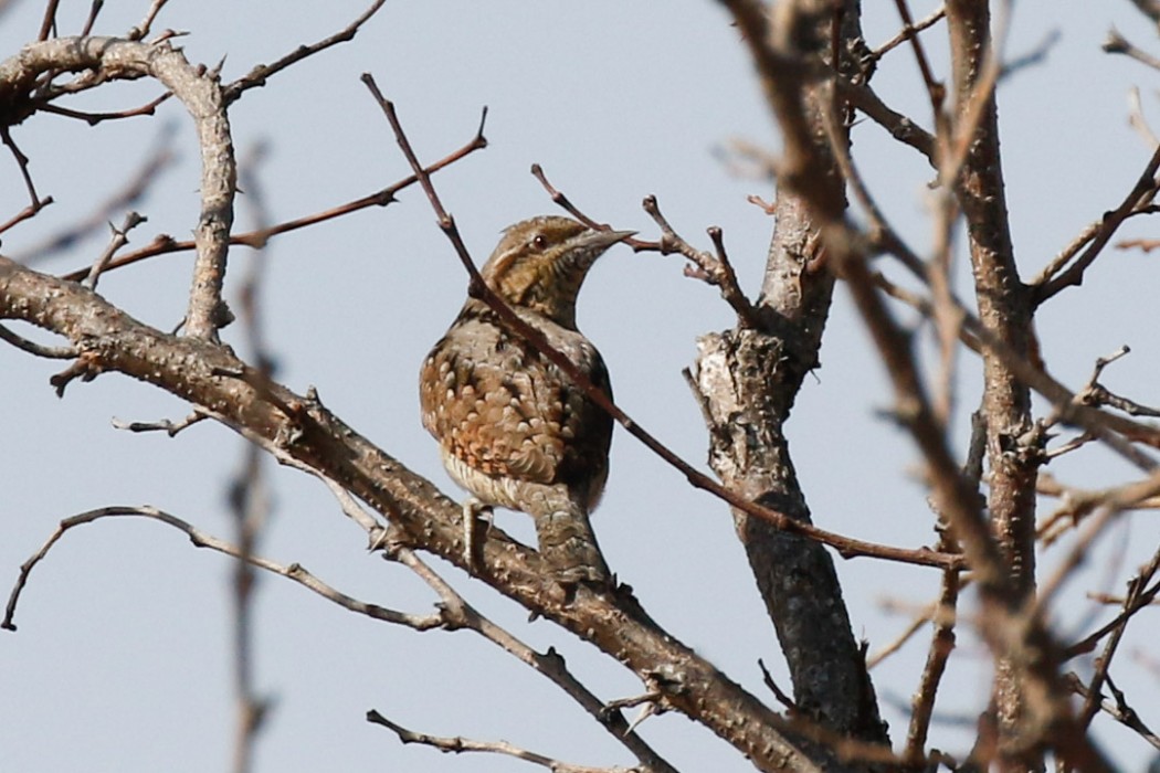 Eurasian Wryneck