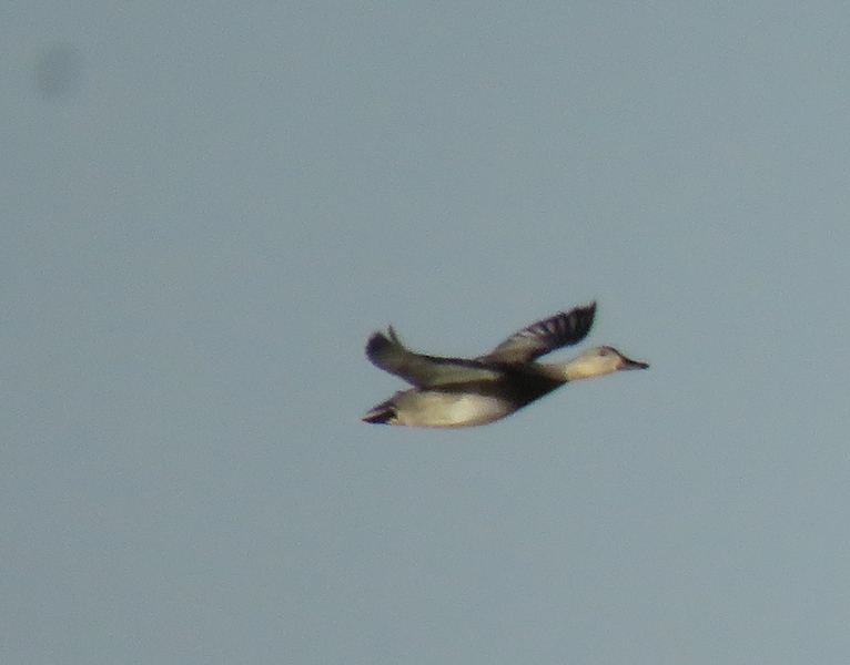 Gadwall