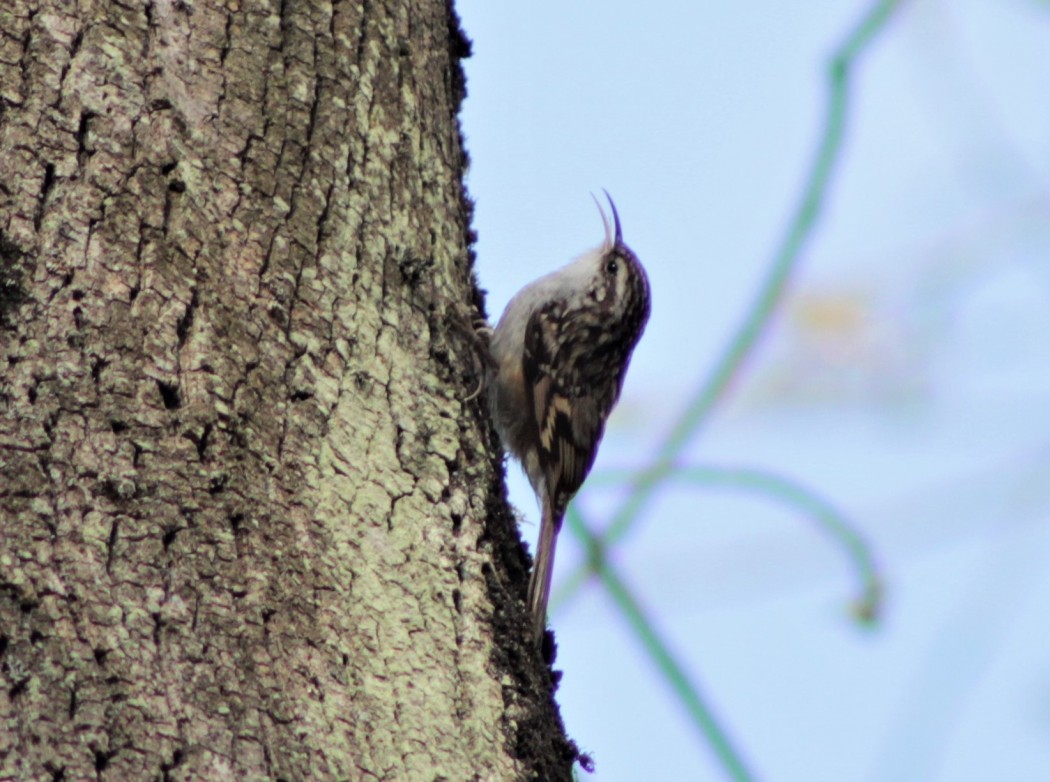 Short-toed Treecreeper