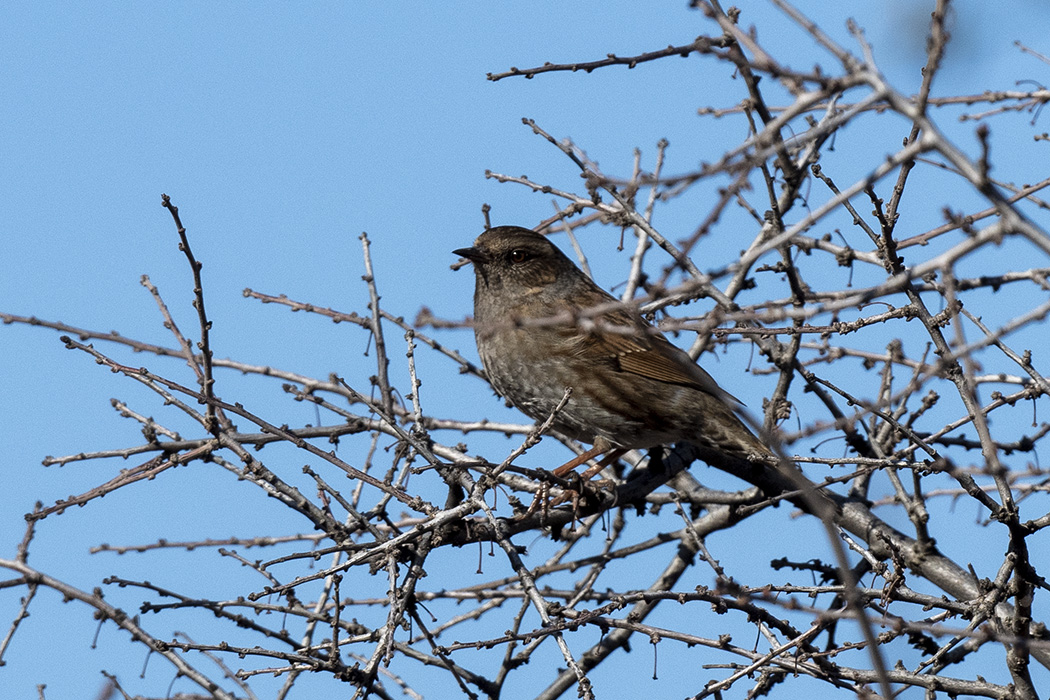Dunnock
