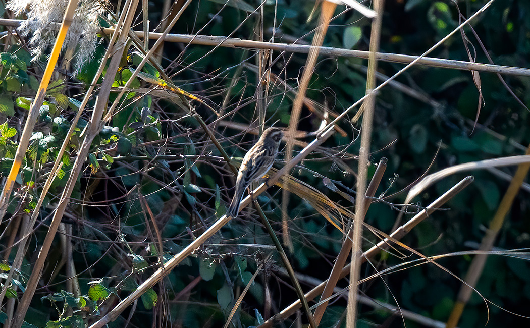 Common Reed Bunting