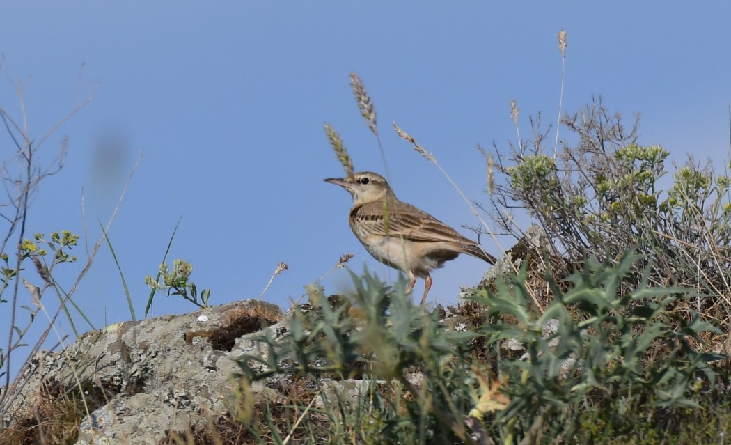 Tawny Pipit