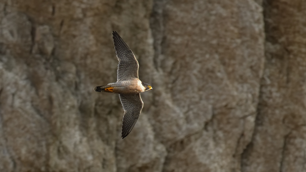 Peregrine Falcon