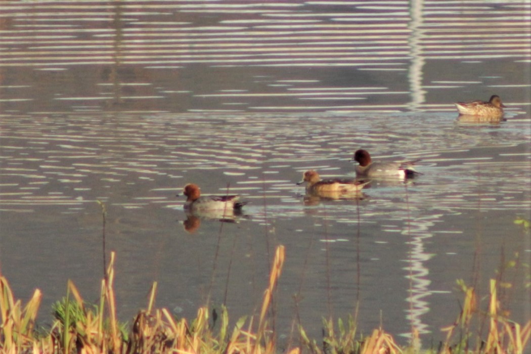 Eurasian Wigeon