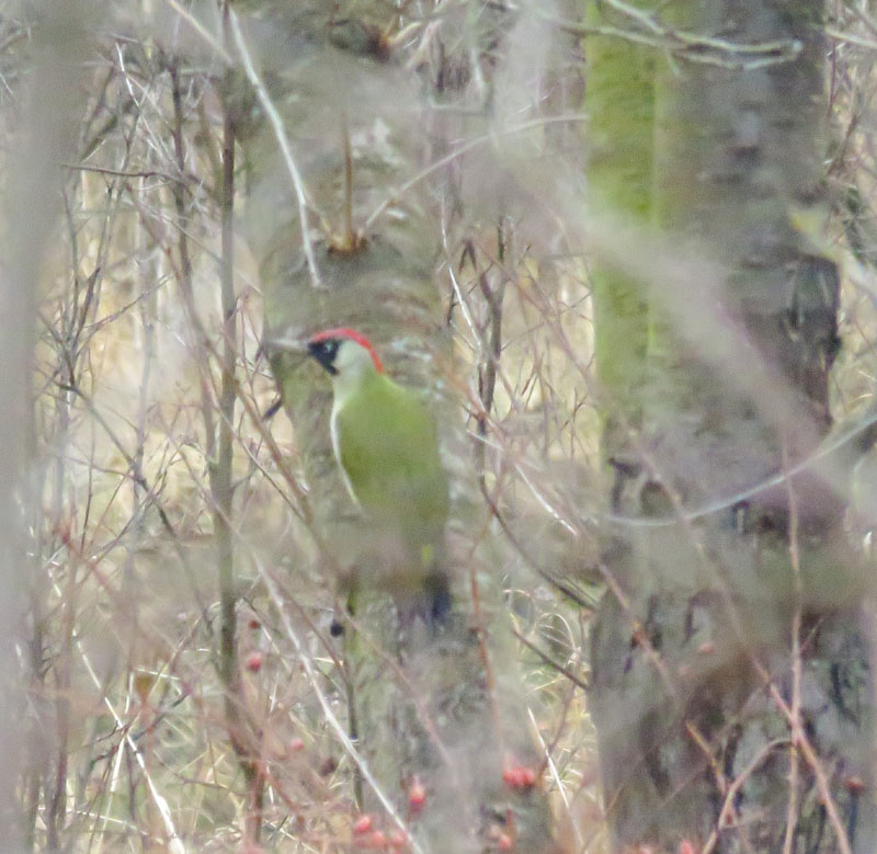 European Green Woodpecker