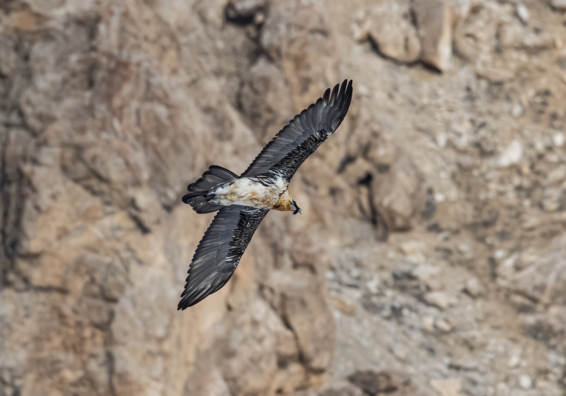 Bearded Vulture
