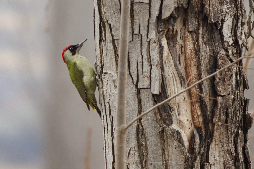 European Green Woodpecker