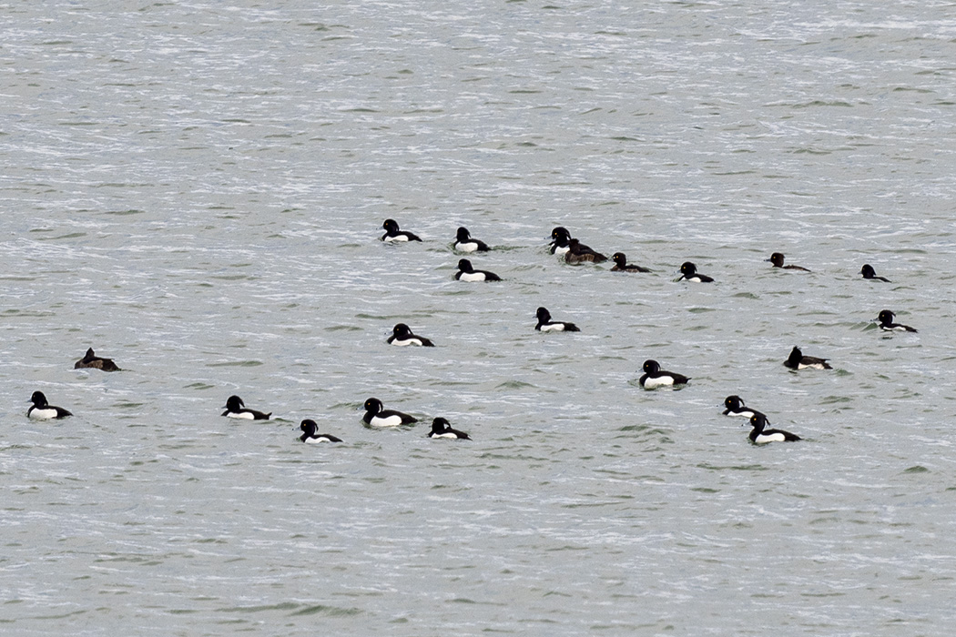 Tufted Duck