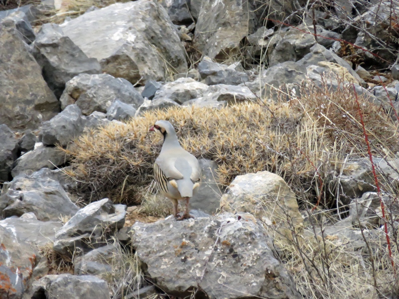 Chukar Partridge