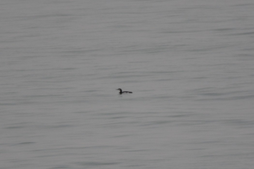 Black-throated Loon
