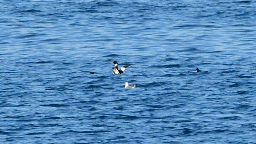 Red-breasted Merganser
