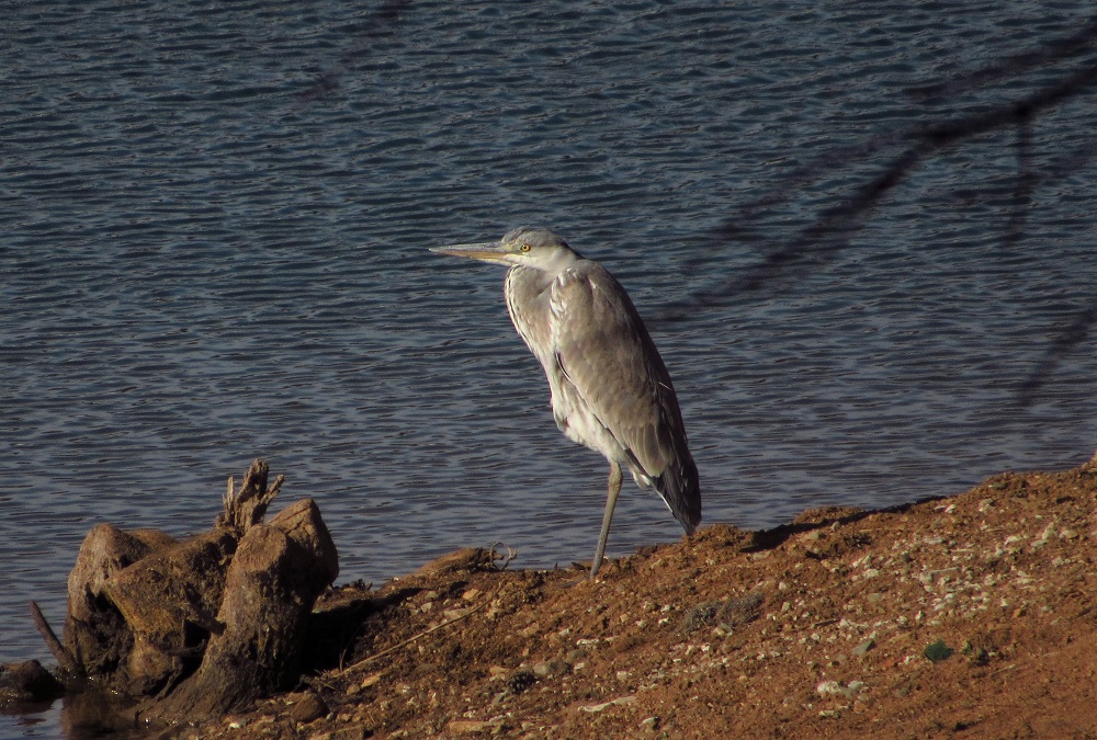 Grey Heron
