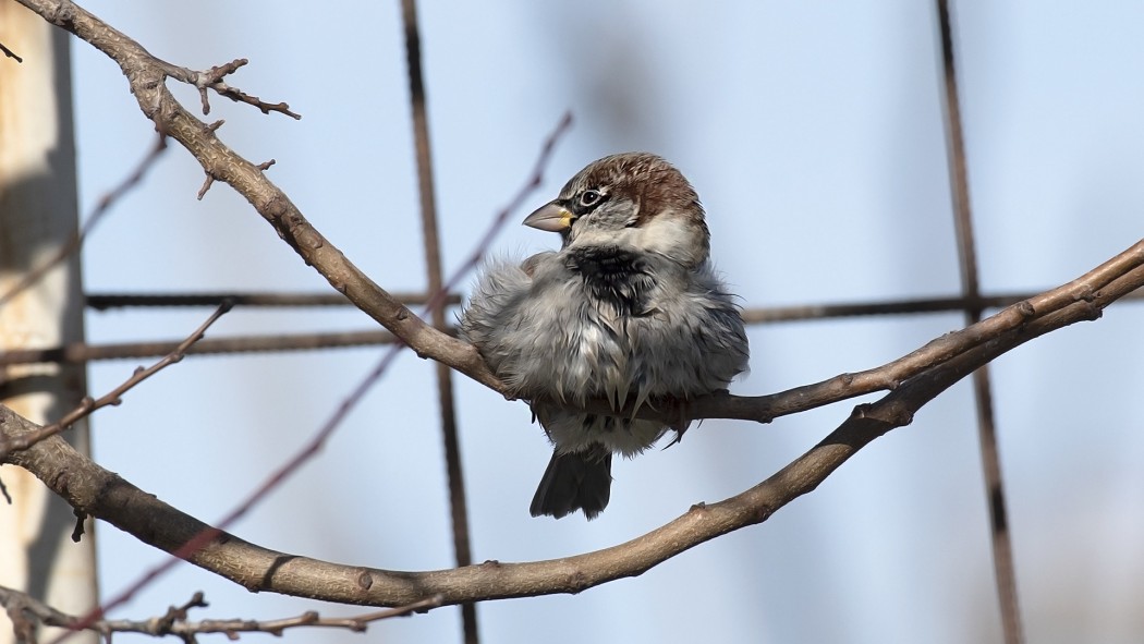 House Sparrow