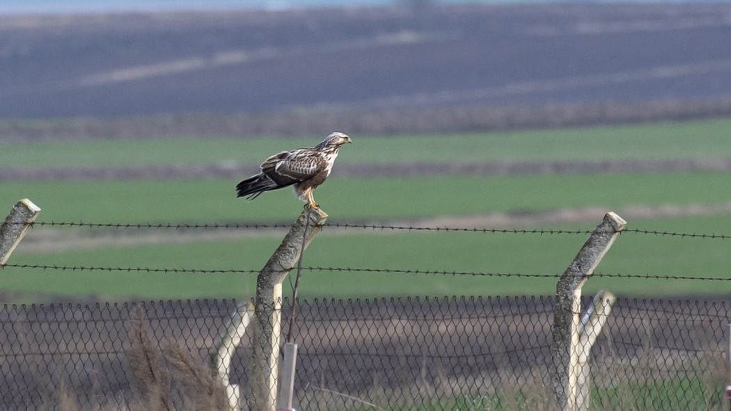 Rough-legged Buzzard