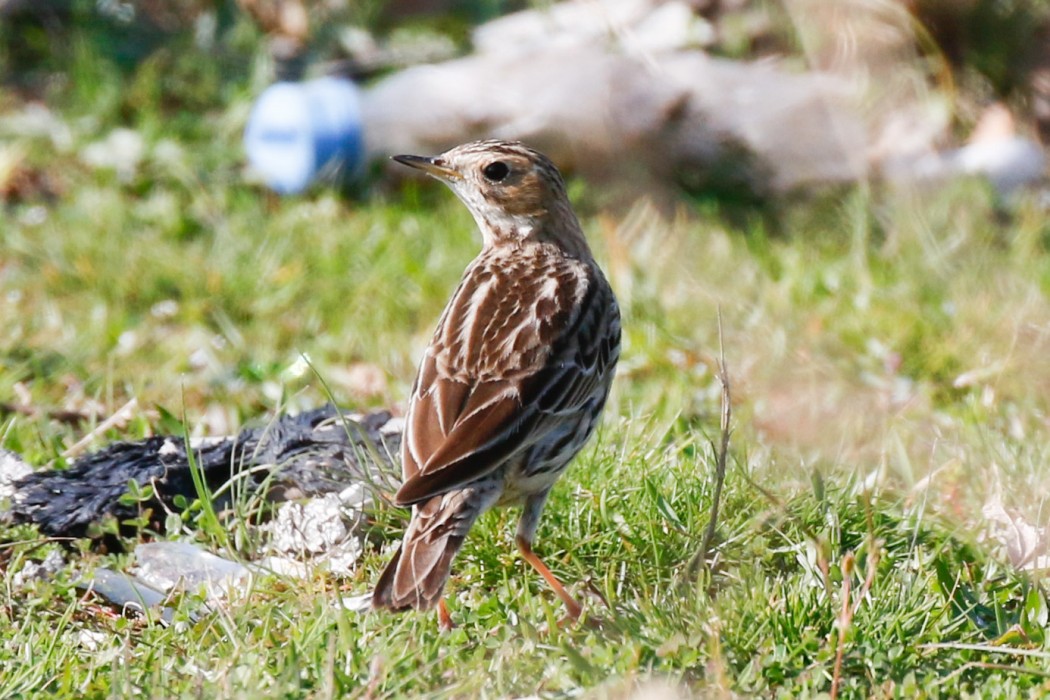 Red-throated Pipit
