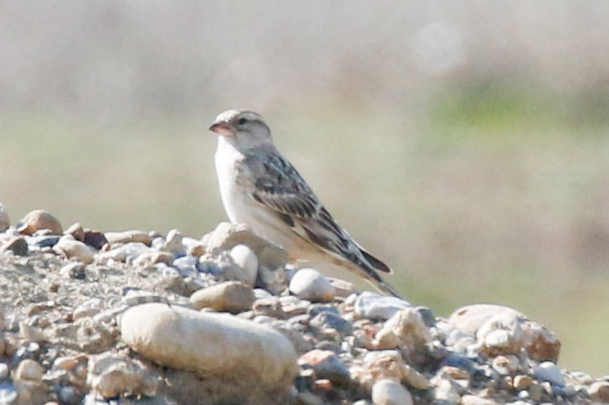 Rock Sparrow